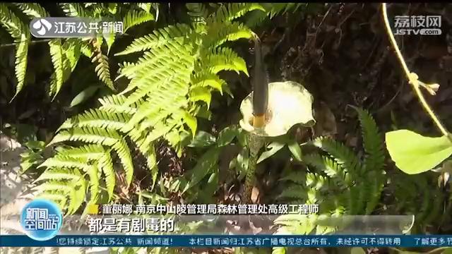 开花魔芋和不开花魔芋,蔬菜魔芋有毒吗