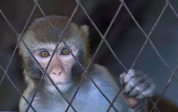 日本出现第二例猴痘病例,猴痘病毒日本首例