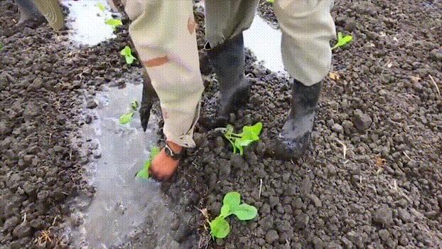 有钱人抽雪茄,世界上最贵雪茄的制造过程