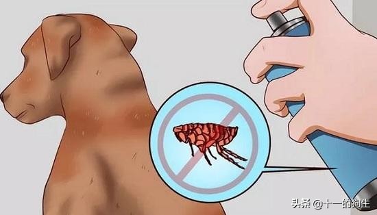 狗狗身上的跳蚤怎么去除最快方法,狗跳蚤怎么防