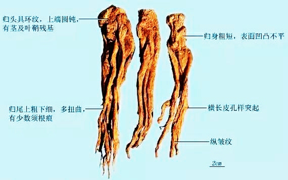 当归尾是止血还是活血,中药中的当归和当归头哪个好一些