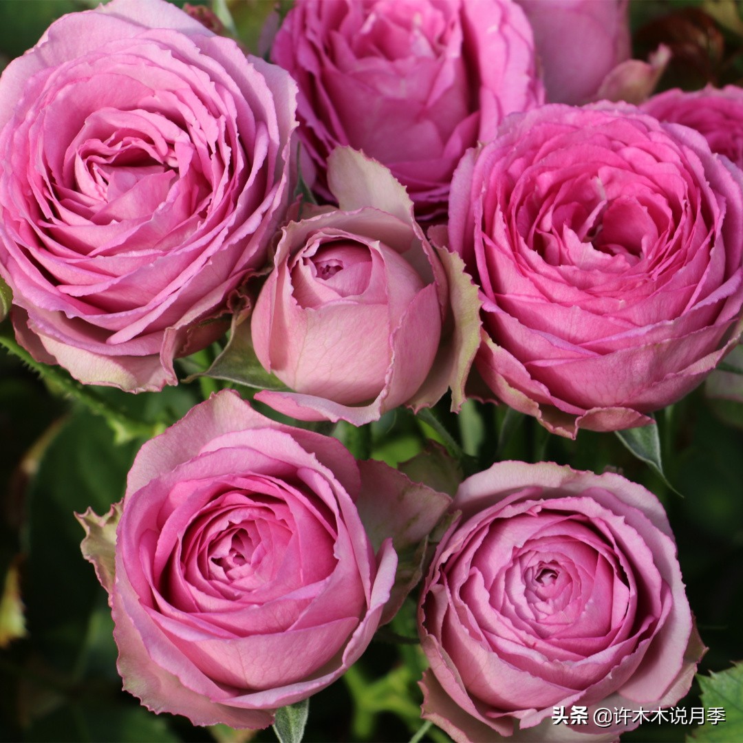 切花大全100种,鲜花大全50种花的花语