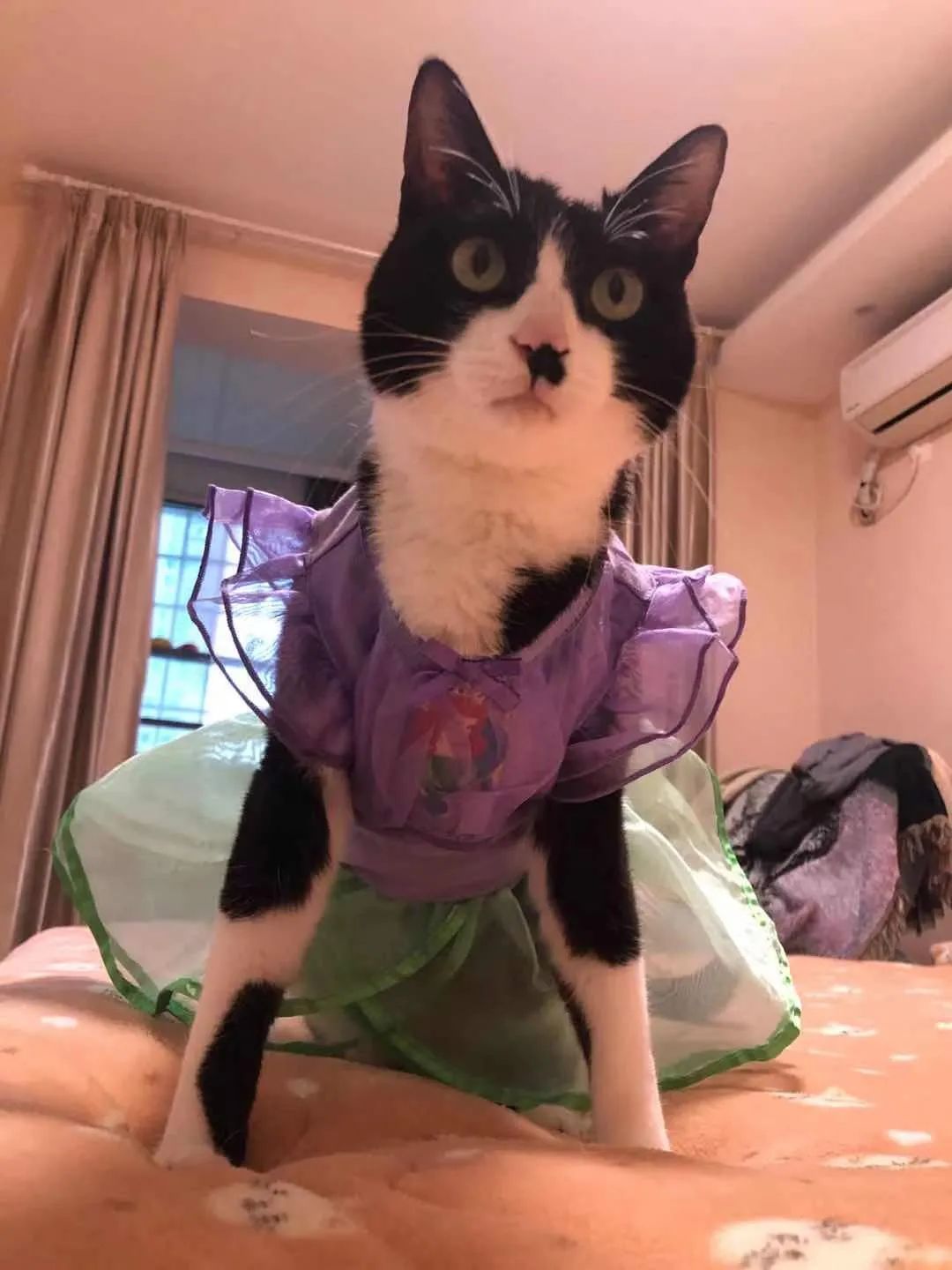 小猫咪穿上衣服变乖了,小猫咪穿的小公主裙