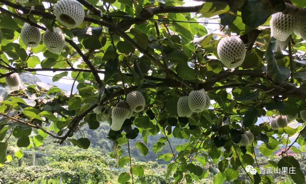 广州隐藏着一个碉楼村,广州有哪些隐藏的景点