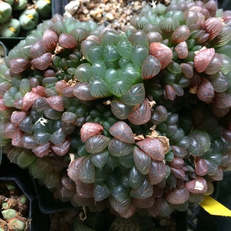 怎么让玉露更透光,让玉露晶莹剔透的方法