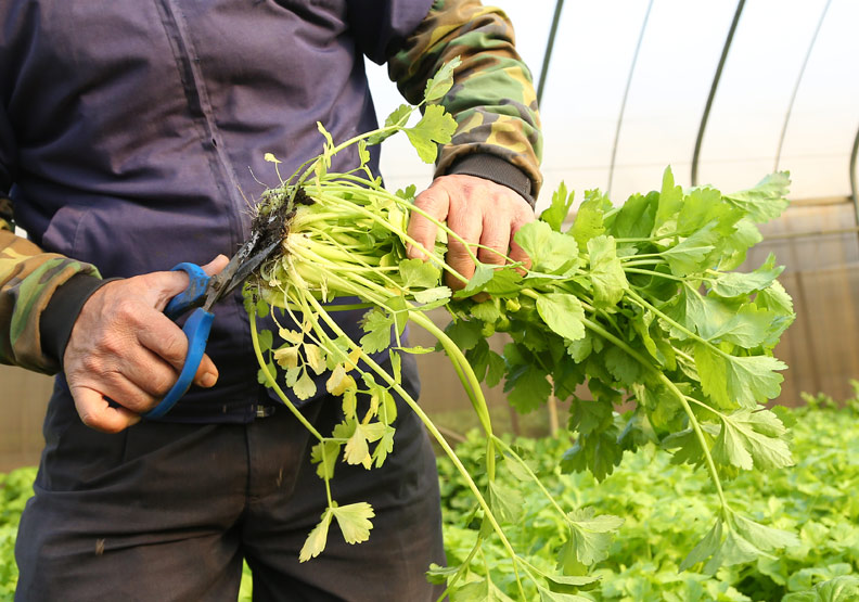 这种常被扔掉的食材营养丰富,不只降血压还能防癌,养生效果棒