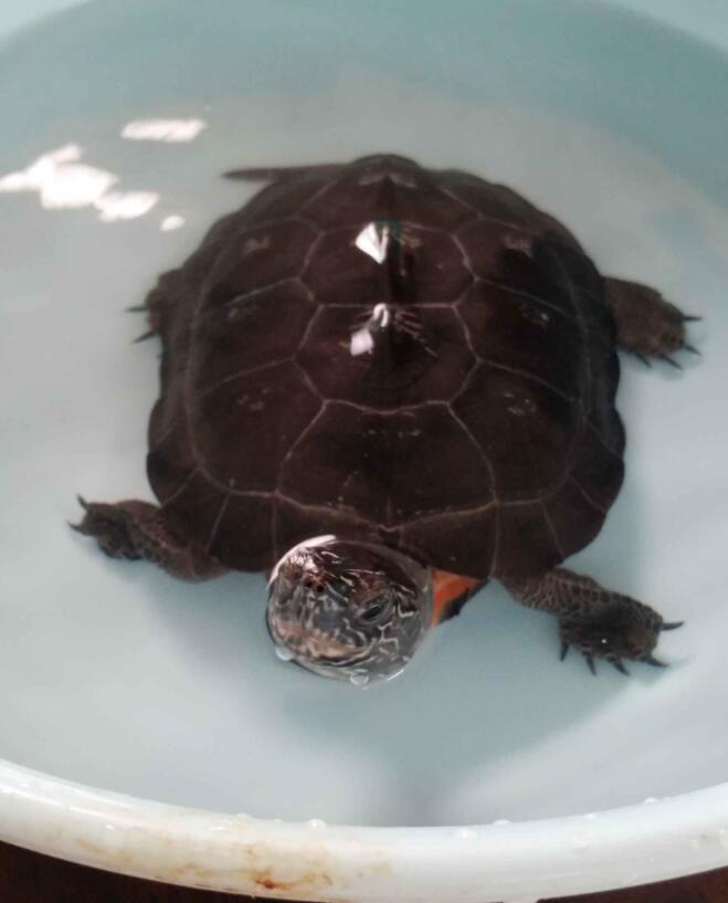 三只40年的黑颈龟卖了多少钱,黑颈龟现在什么价格