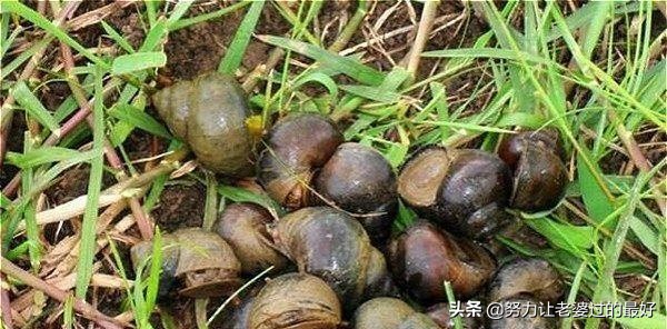 农村的稀有野味,一个比一个贵,最后一个好多人都没见过