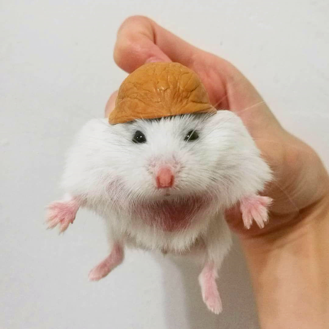 仓鼠宝宝脾气很不好，为了获得主人宠幸，鼠鼠之间闹矛盾了