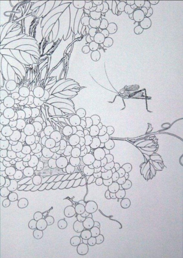 工笔勾线葡萄的画法,工笔画葡萄的上色画法步骤