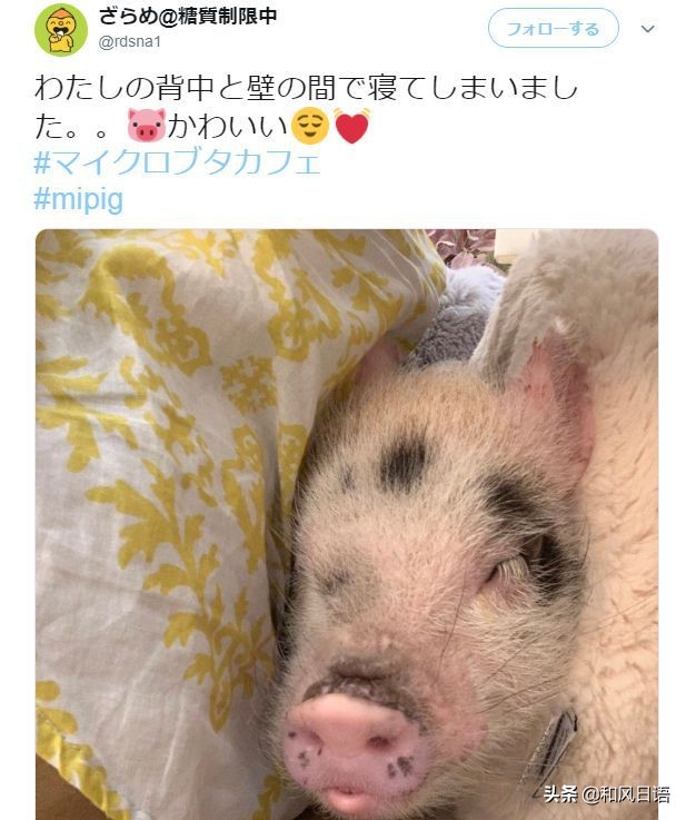 日本迷你猪咖啡厅,日本街头超有人气的猫头鹰咖啡厅