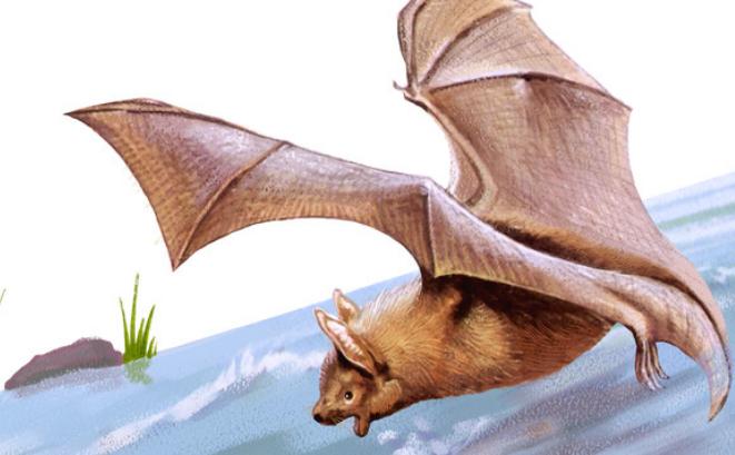 猪非瘟病毒症状,猪流感和新冠状病毒区别