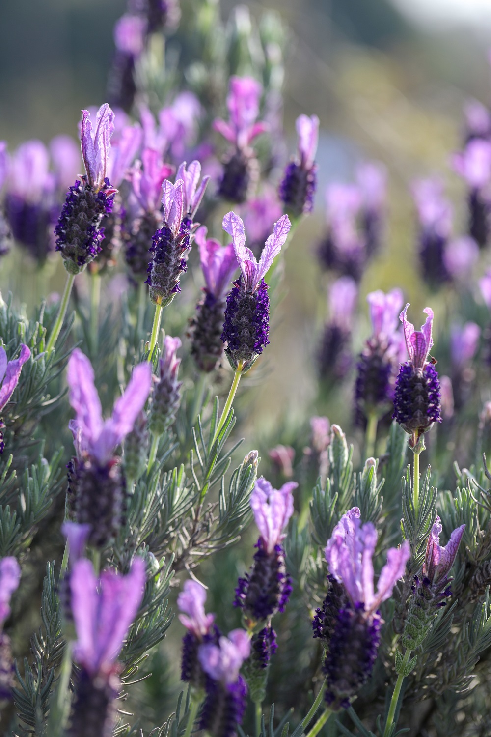海蒂和噜噜的花园值得推荐吗,海蒂和噜噜的花园打卡