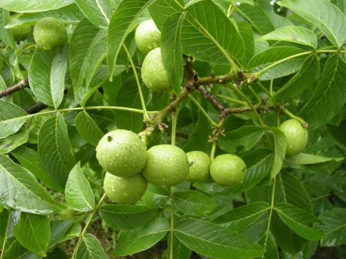 核桃树坐果时期怎样管理核桃树,核桃树怎样提高坐果率