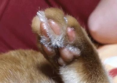 猫咪的爪子怎么捏,猫咪为什么不喜欢被铲屎官摸爪子