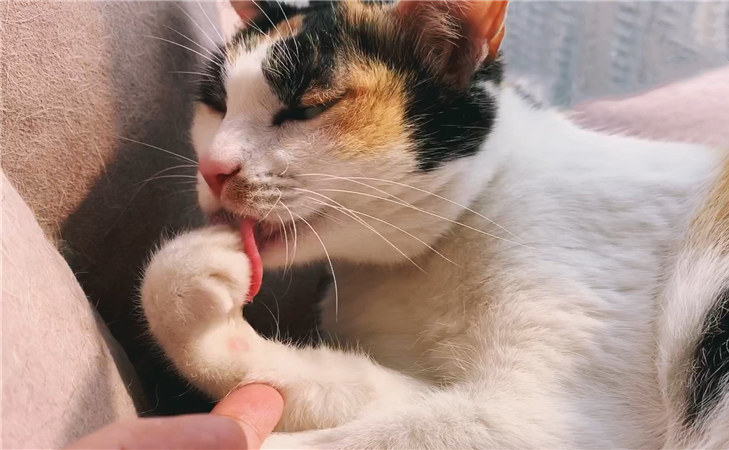猫咪最近怎么一直舔毛,猫咪为什么开始突然频繁舔毛