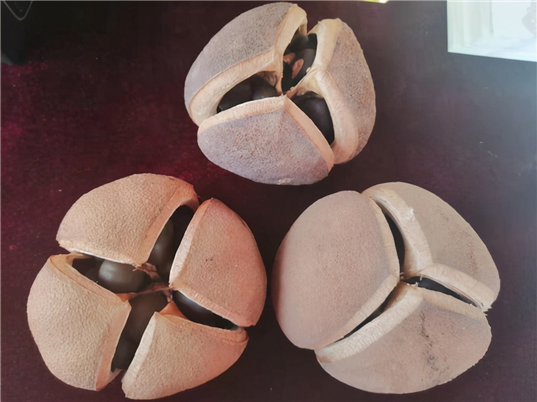 邱县第五届文冠果花节,邱县文冠花节掠影