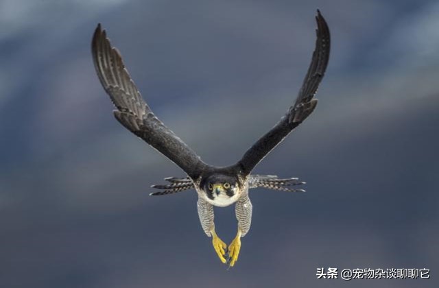 超级掠食者完整视频,最顶尖的捕食者