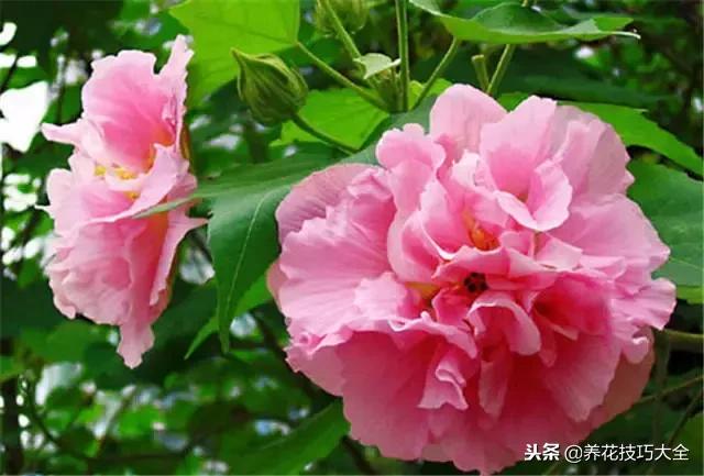 常见小区绿化100种植物图片,常见的水生植物有哪些种