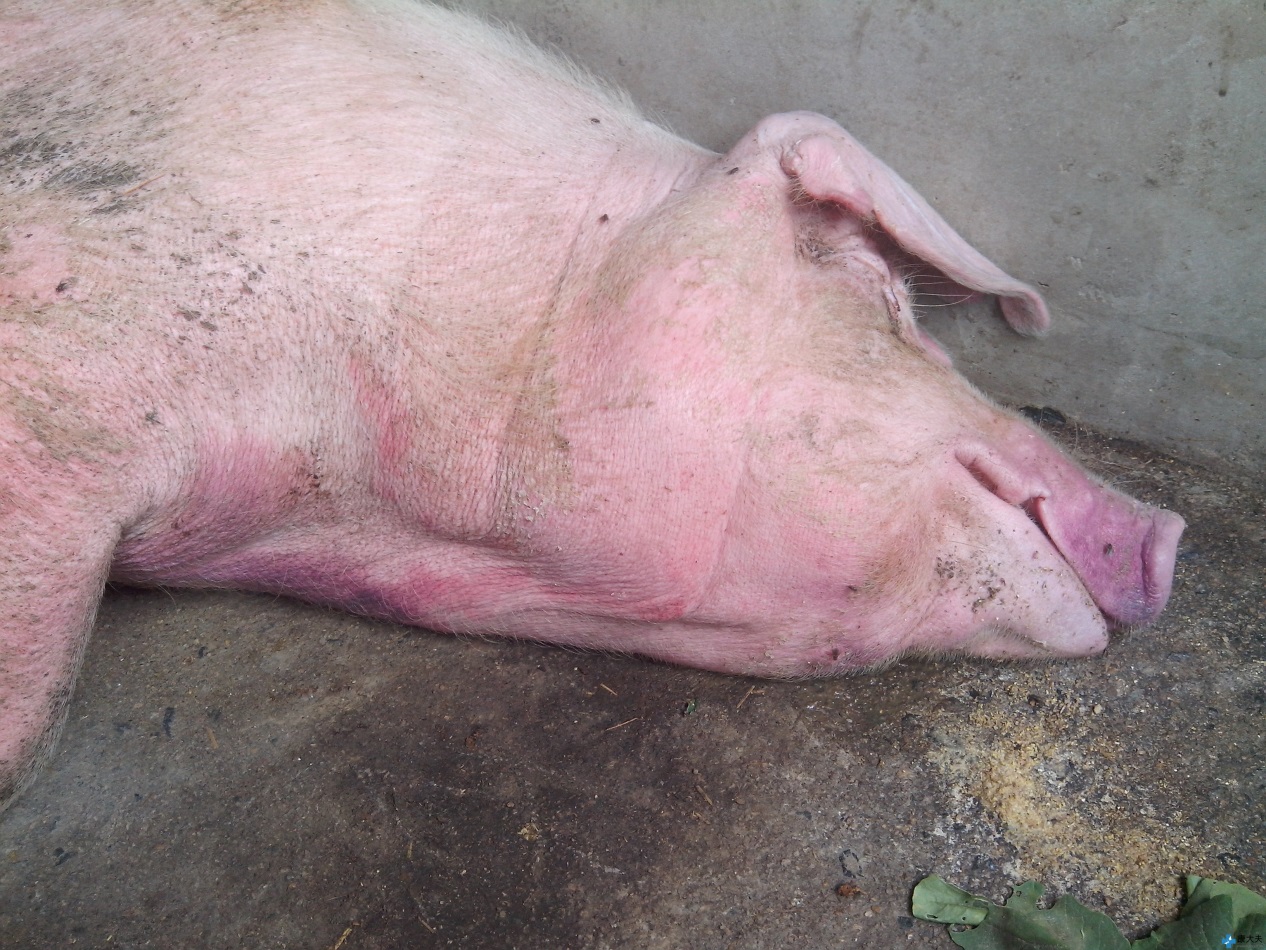 农村新手养猪怎么预防常见病,猪的常见病用什么药治疗