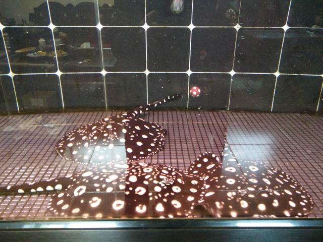 用饲料鱼投喂大型观赏鱼就是残忍吗，那我们给它们吃啥，蛋炒饭？