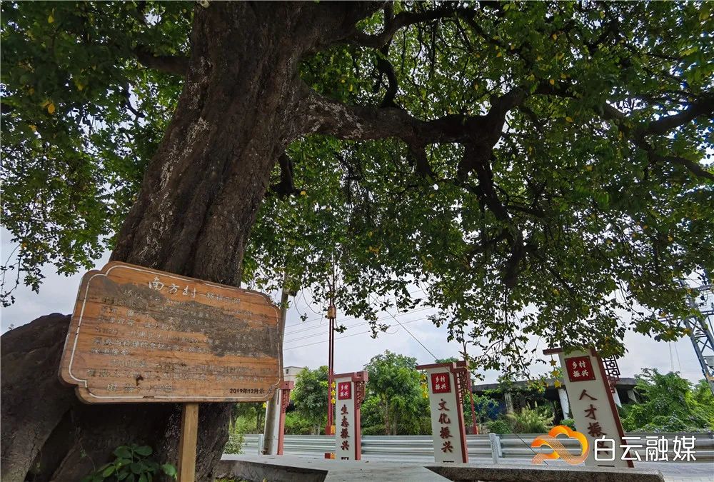 白云这个村,为百年杨桃树建新“家”,占地近9000平方米