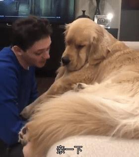 大金毛不听话怎样训练,大金毛根本不听话怎么办