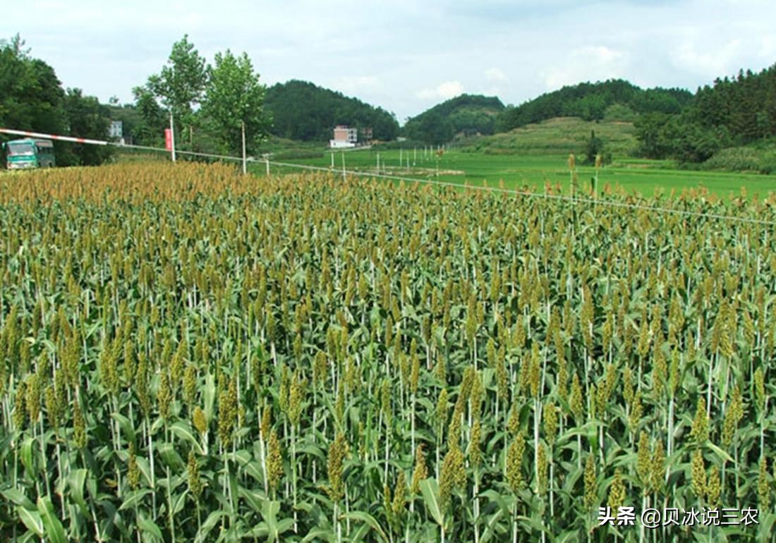 高粱栽培技术，关于播种前的种子处理，以及适时的播种知识