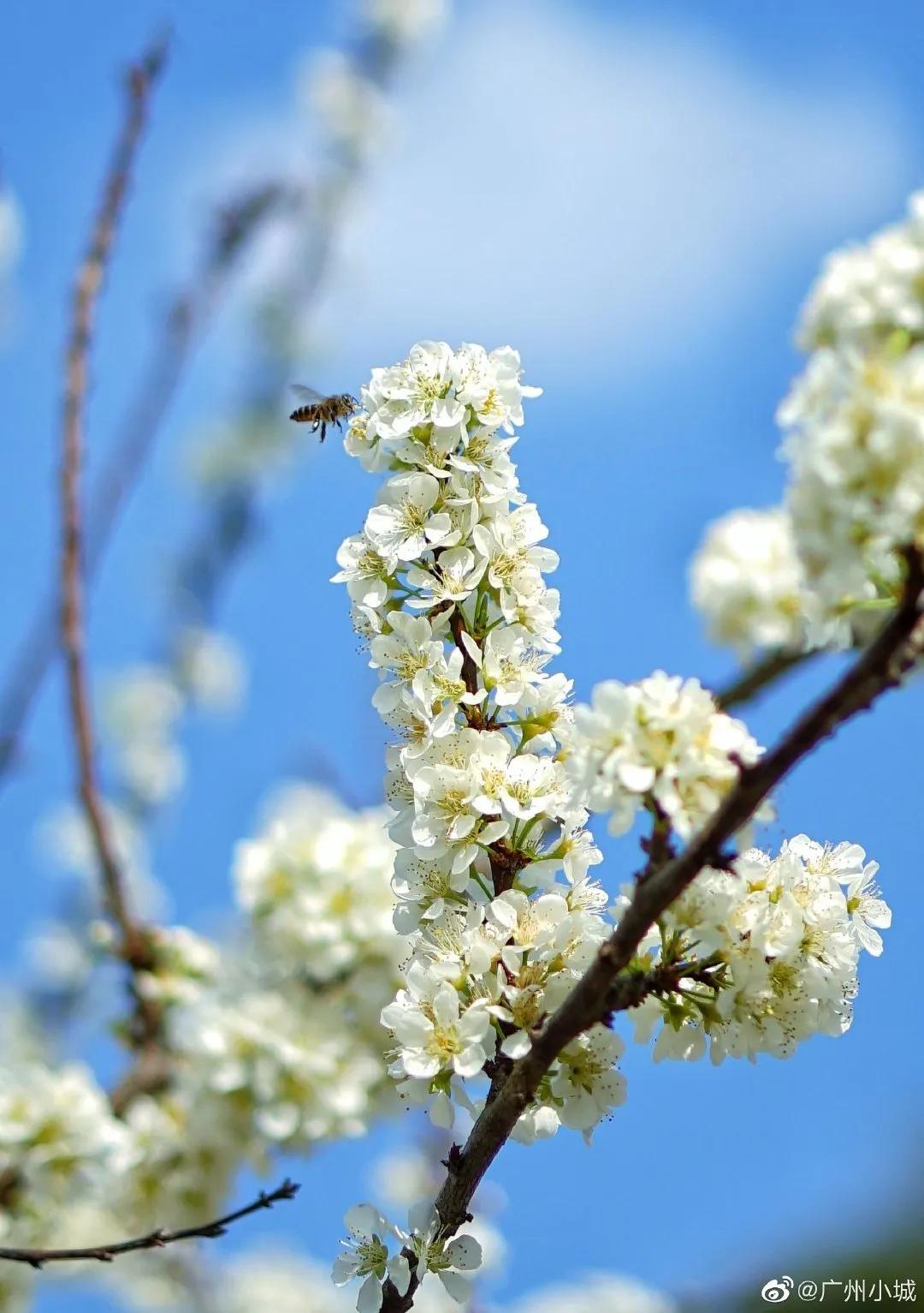 广州现在花开的季节,广州现在什么花开了