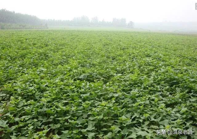 红芋什么时候栽最好,用什么方法插芋苗使它生根快