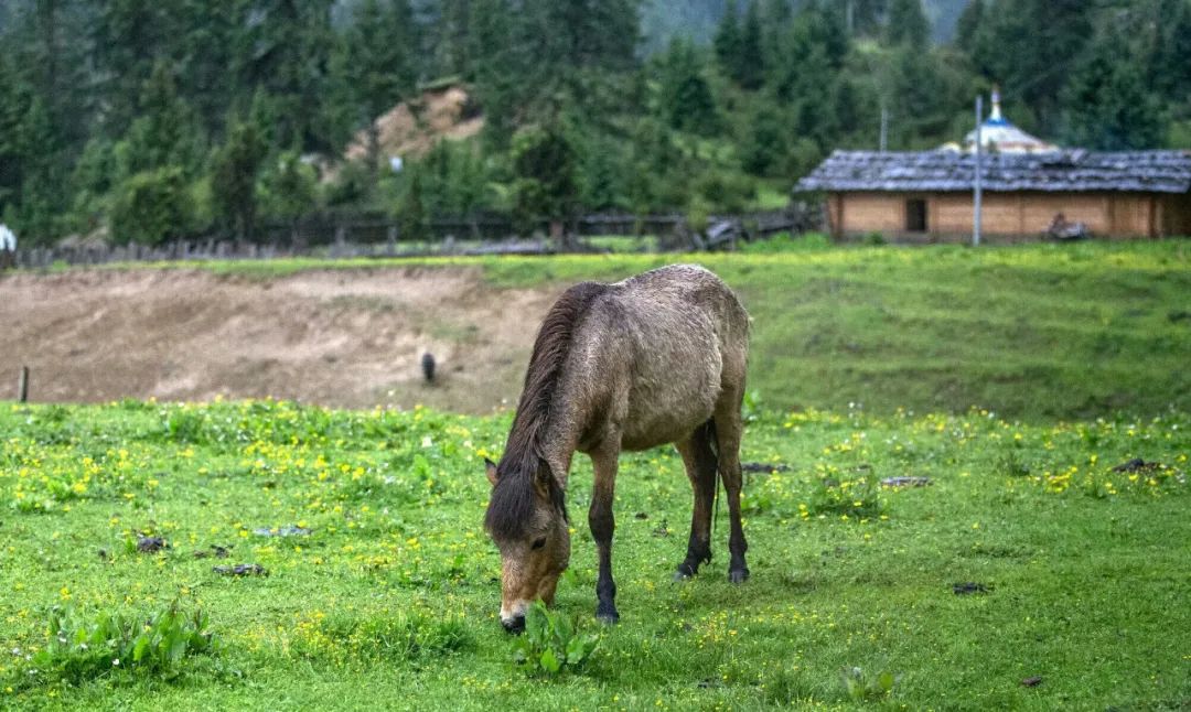 巴松措最近期攻略,巴松措可以开进去吗