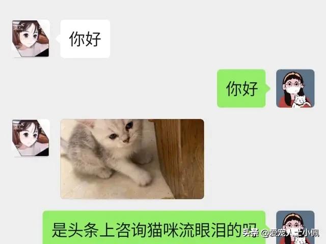 猫咪能感受其他猫咪生病了吗,猫咪总流眼泪是什么原因呢