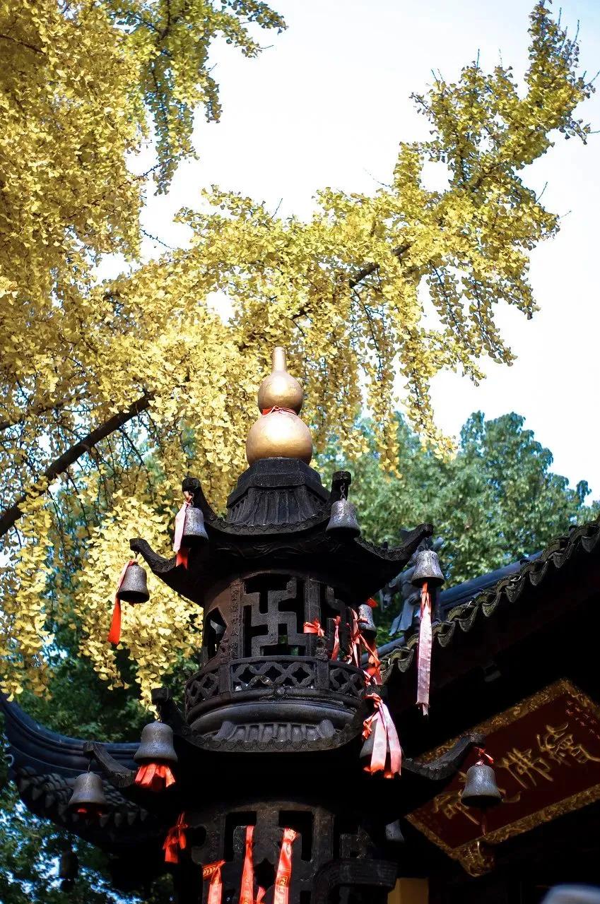 枫叶租车成都店,苏州旅游自驾租车