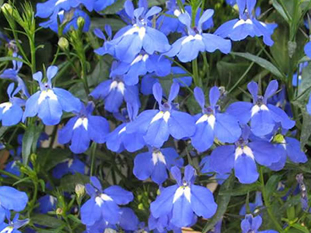 怕高温的六倍利夏季如何开爆盆？创造合适条件，从夏开到秋不难