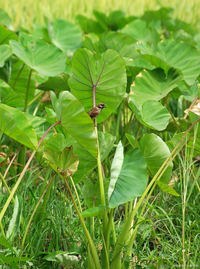 南方芋头高产种植技术与管理方法,荔浦芋头的种植方法和技术视频