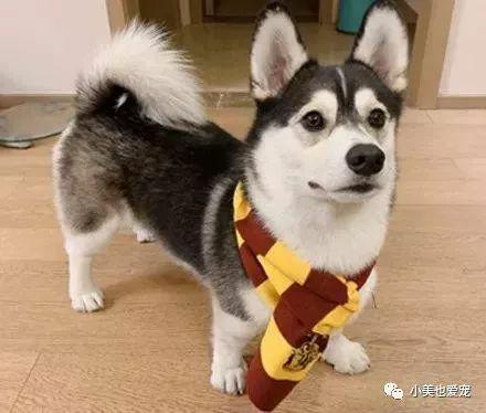 狗狗常见疾病发病症状及如何治疗,家里狗狗得了细小怎么办