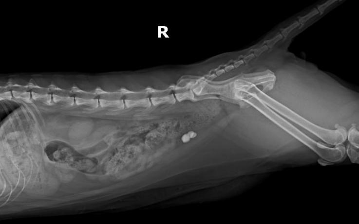 猫咪尿血伴有膀胱黏膜脱落,为什么猫咪会尿结石尿血