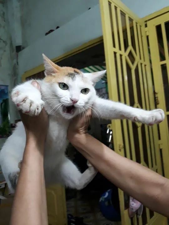 铲屎官请自重图,铲屎官请自重