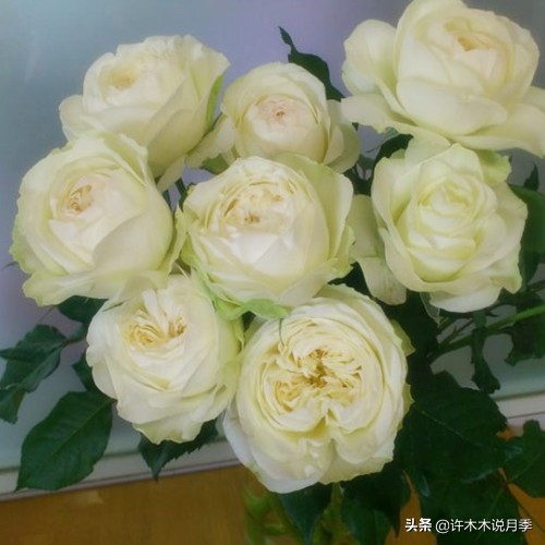 切花大全100种,鲜花大全50种花的花语