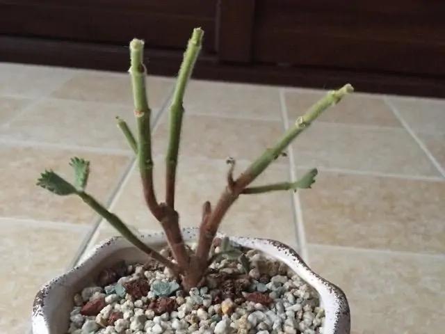 这五种多肉植物千万别在家里养,多肉紫乐怎么叶子掉光了