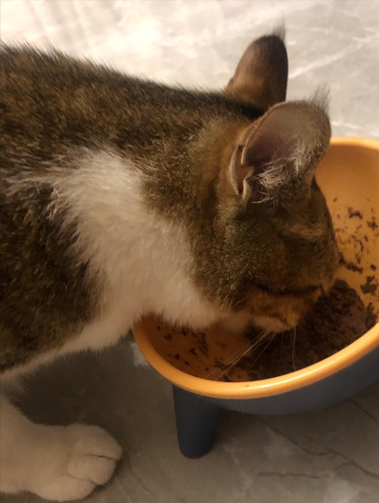 猫咪可爱图片中华田园猫,中华田园猫猫咪图片