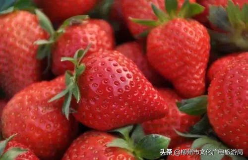 柳州草莓采摘园附近最近地方,柳州附近摘草莓好玩的地方