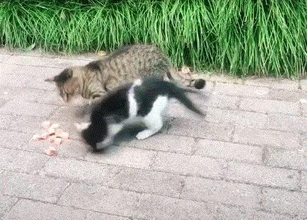 狸花猫在国外真的很少见吗,一只狸花猫的价格