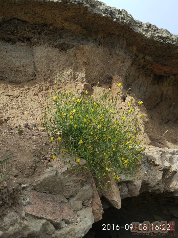 北京军区干枝梅,北京军区守备一师哪一年重建