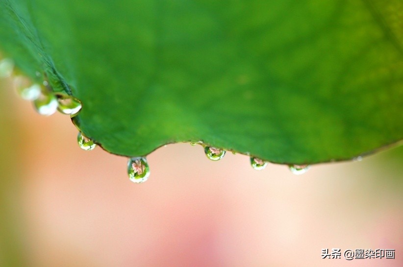 拍摄参数与技巧完全剖析微距摄影,微距拍摄技巧图片大全