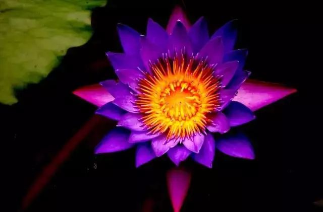 这才是世界上最贵的花卉,十大名贵花卉家养