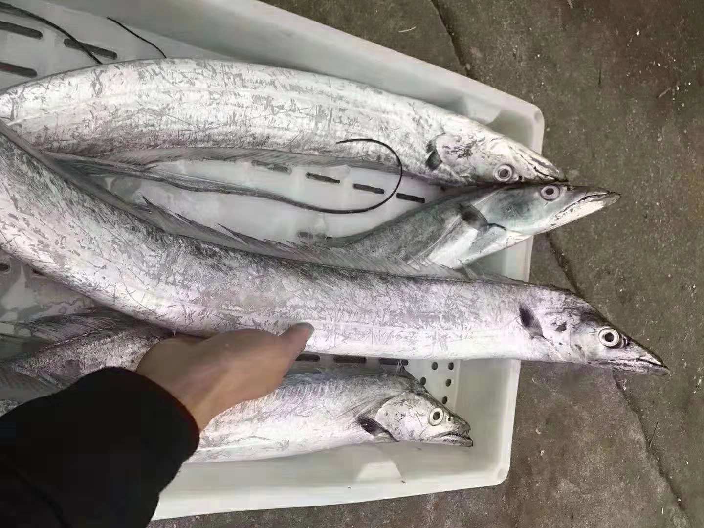 带鱼最好的是什么品种,带鱼你知道怎么挑选吗