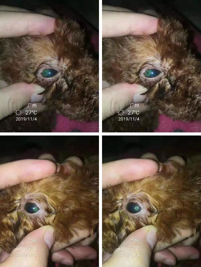 狗狗有眼屎是有疾病吗,狗狗有一只眼睛有脓眼屎什么原因