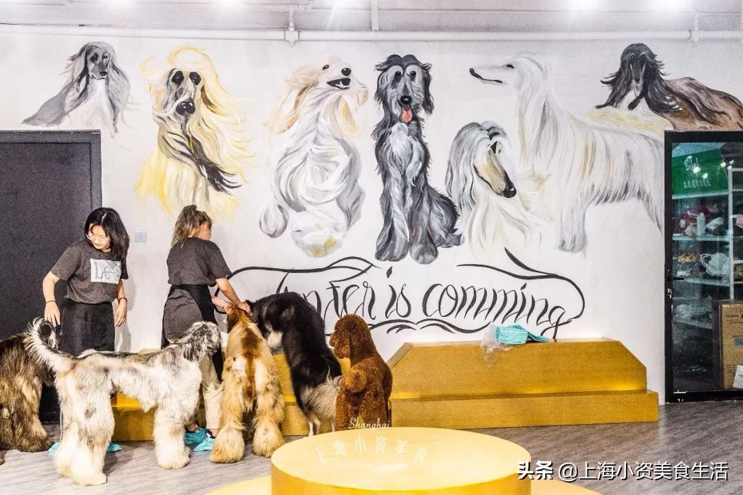 魔都哈士奇体验馆宠物咖啡,魔都哈士奇咖啡馆