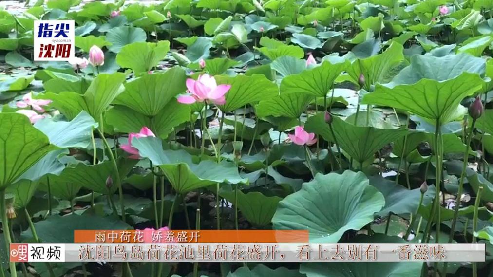 沈阳荷花花海,沈阳周边赏荷花